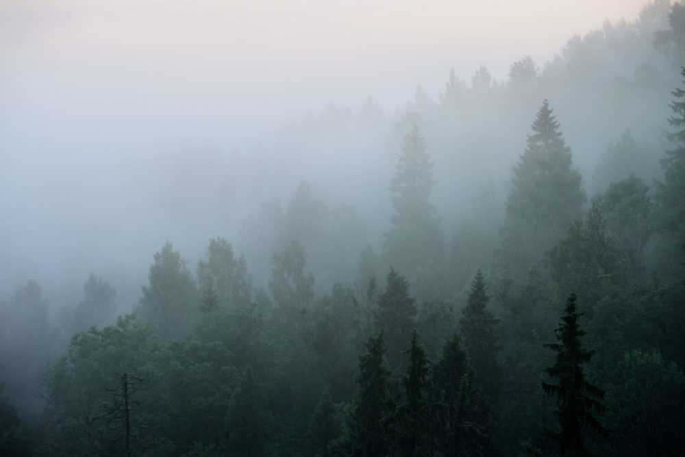 What Is the Record for Forest Fires in Canada?