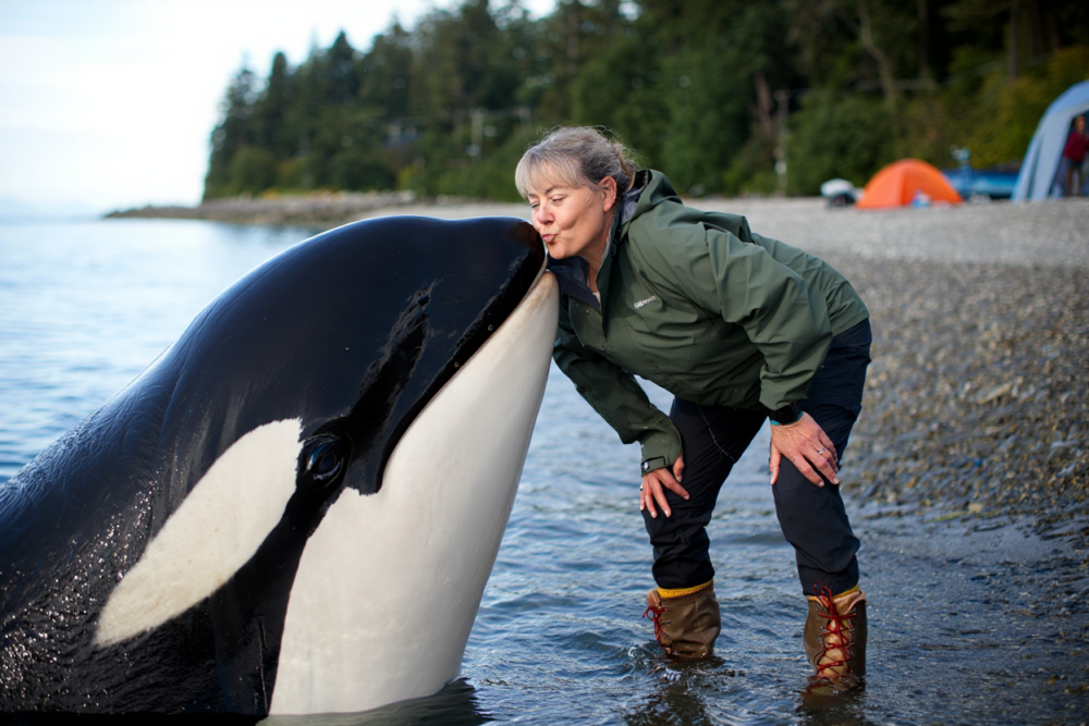 Why Are Whales Important to Humans?