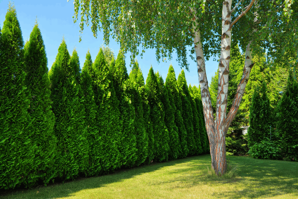 Ground Cover Plants that Choke Out Weeds